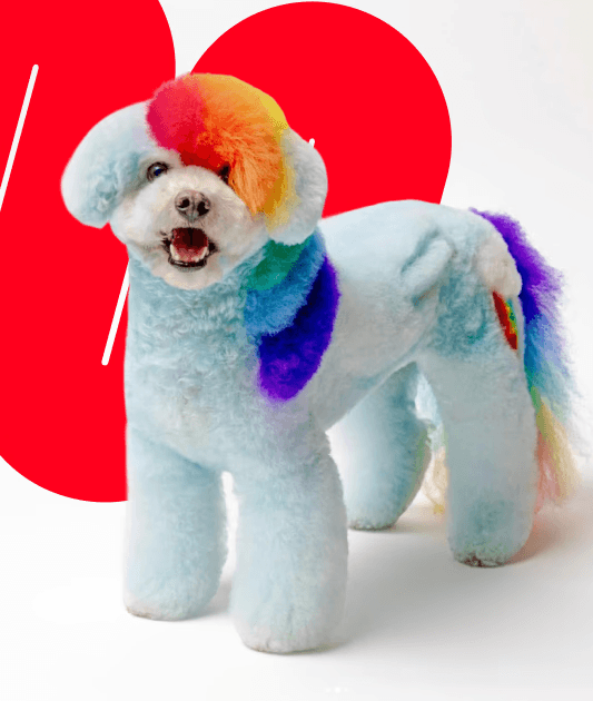 Small dog with a creative rainbow grooming design, featuring pastel blue fur and colorful accents in red, orange, purple, and green on a white background.