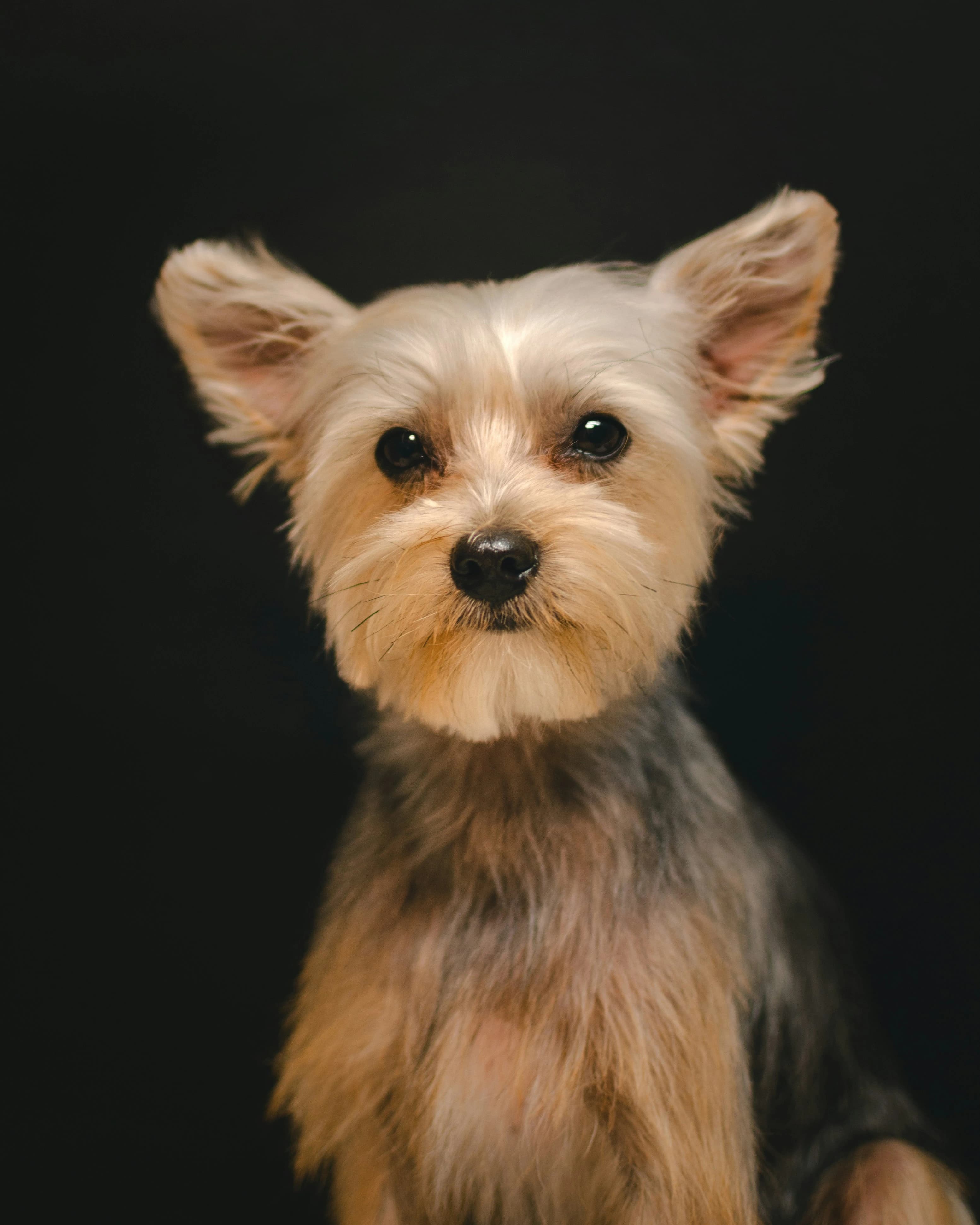 happy puppy portrait