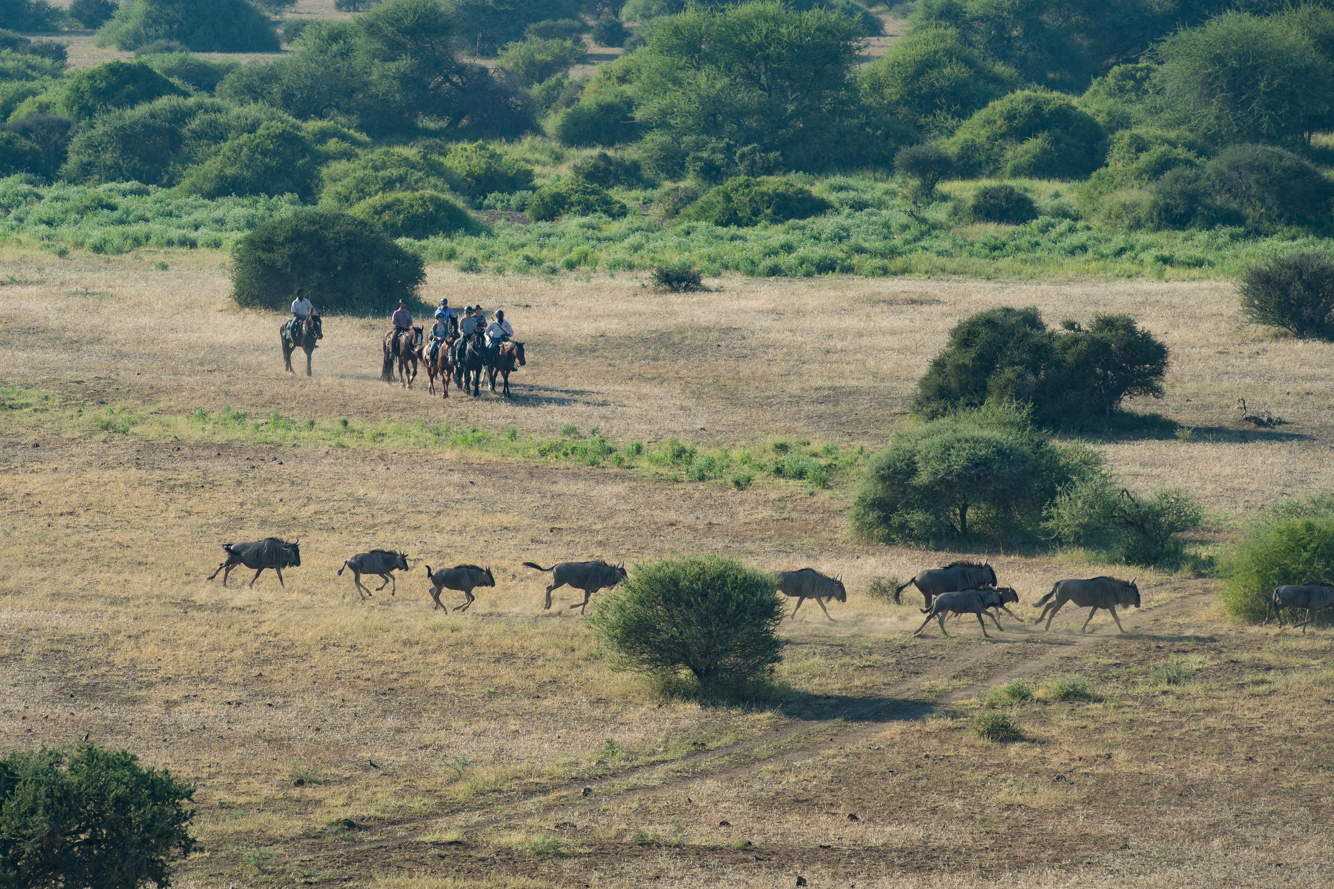 African Explorer, Botswana. En lång rad gnuer rör sig över slätterna med ryttarna i bakgrunden – ett klassiskt motiv från en ridsemester i Botswana.
