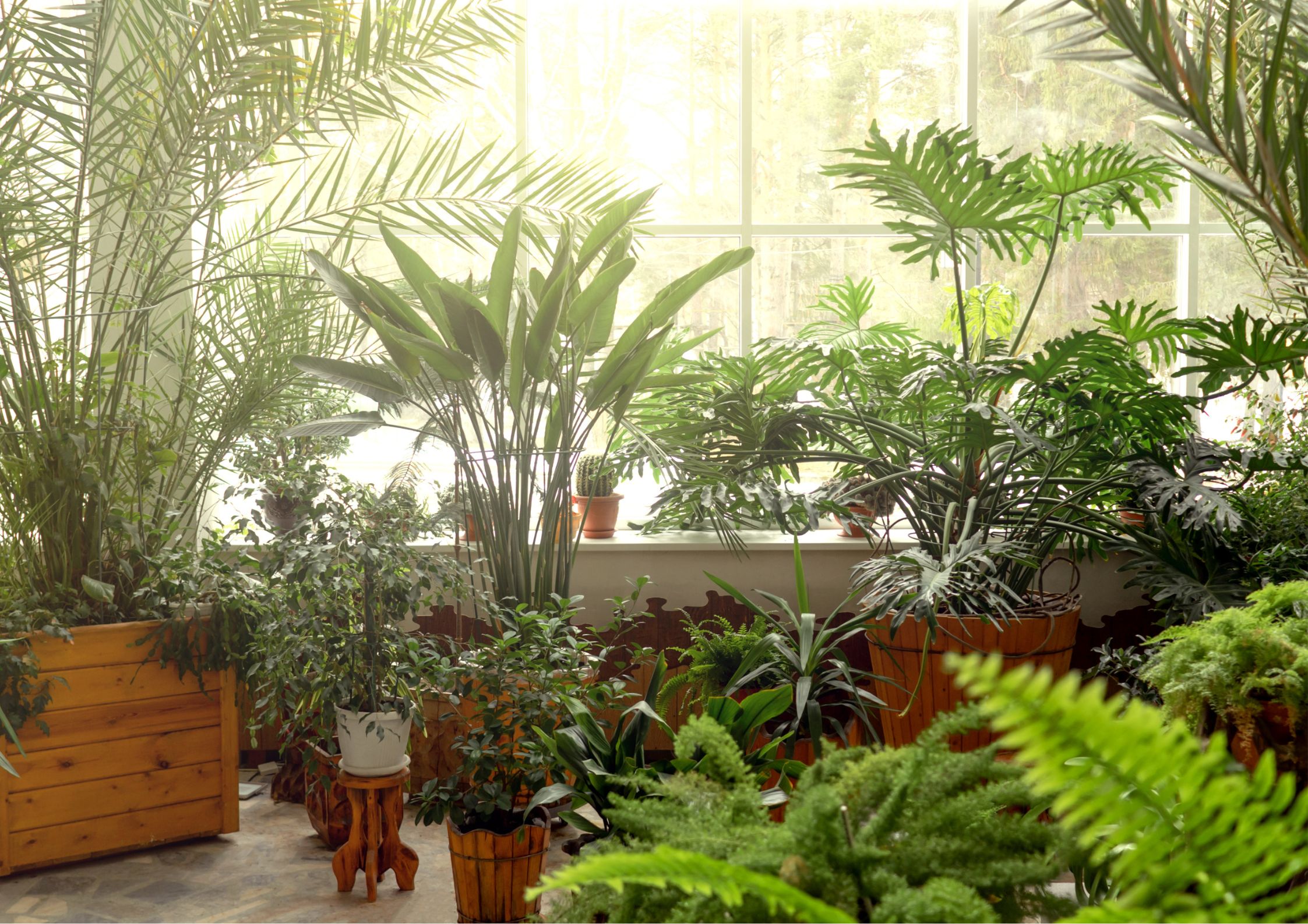 Heat-tolerant plants for the August garden