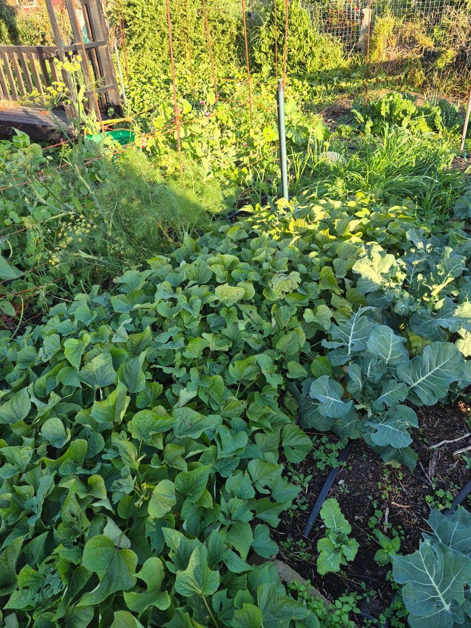 How to plan your growing for next season (Part 1)