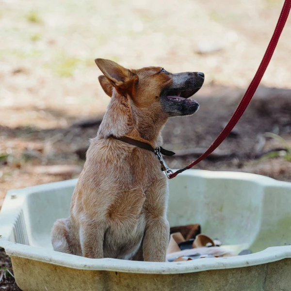 Small dark puppy with pointed ears in an alert stance