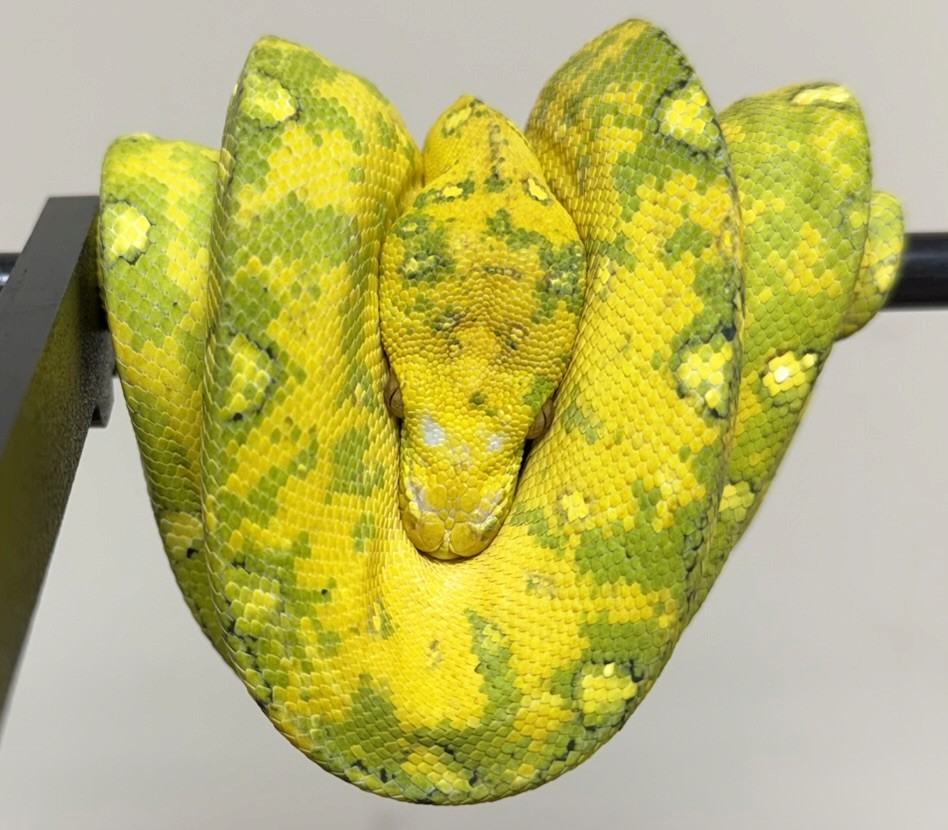 Replace with specimen photo