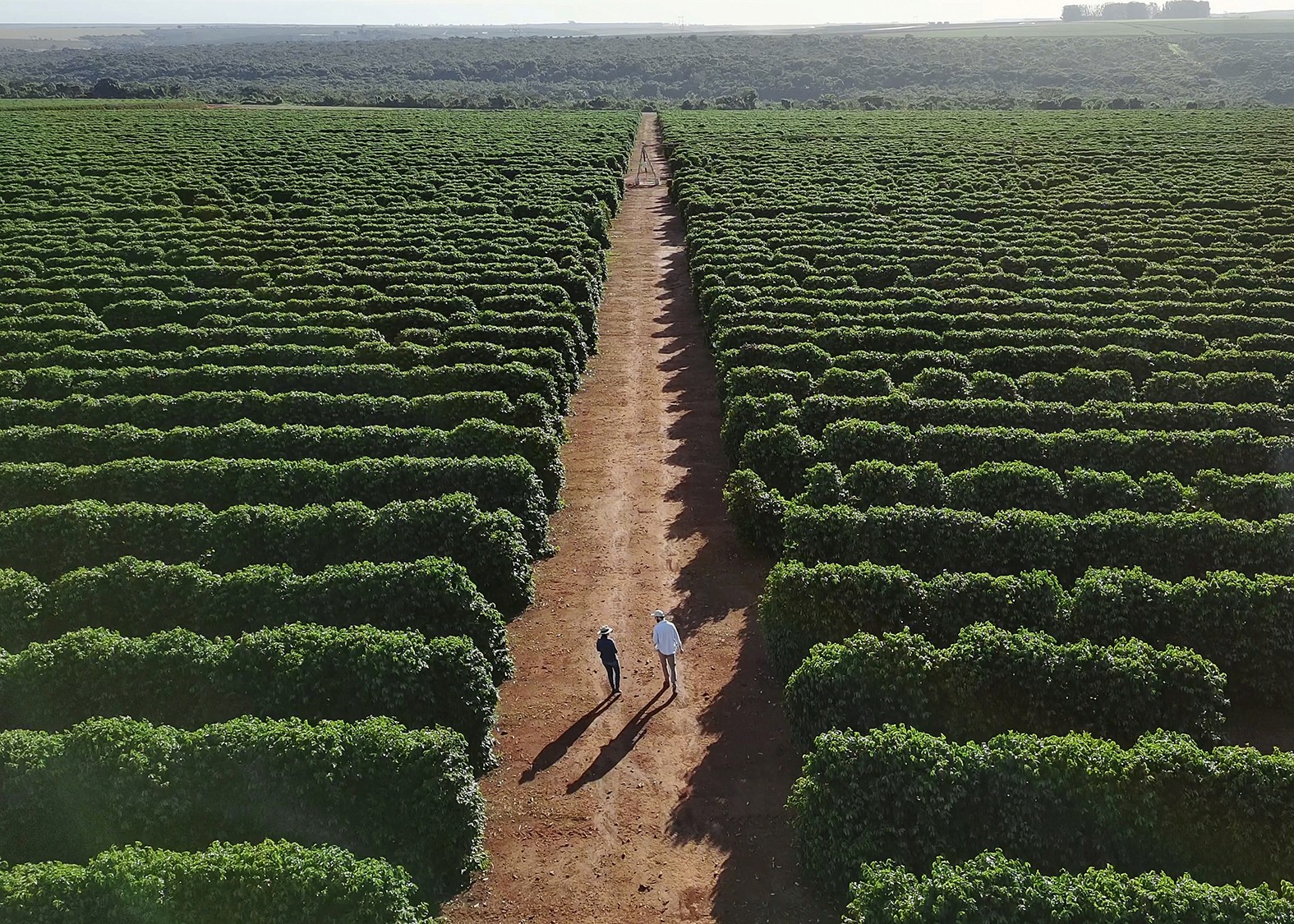 Group of American Investors in a big agriculture land in Brazil