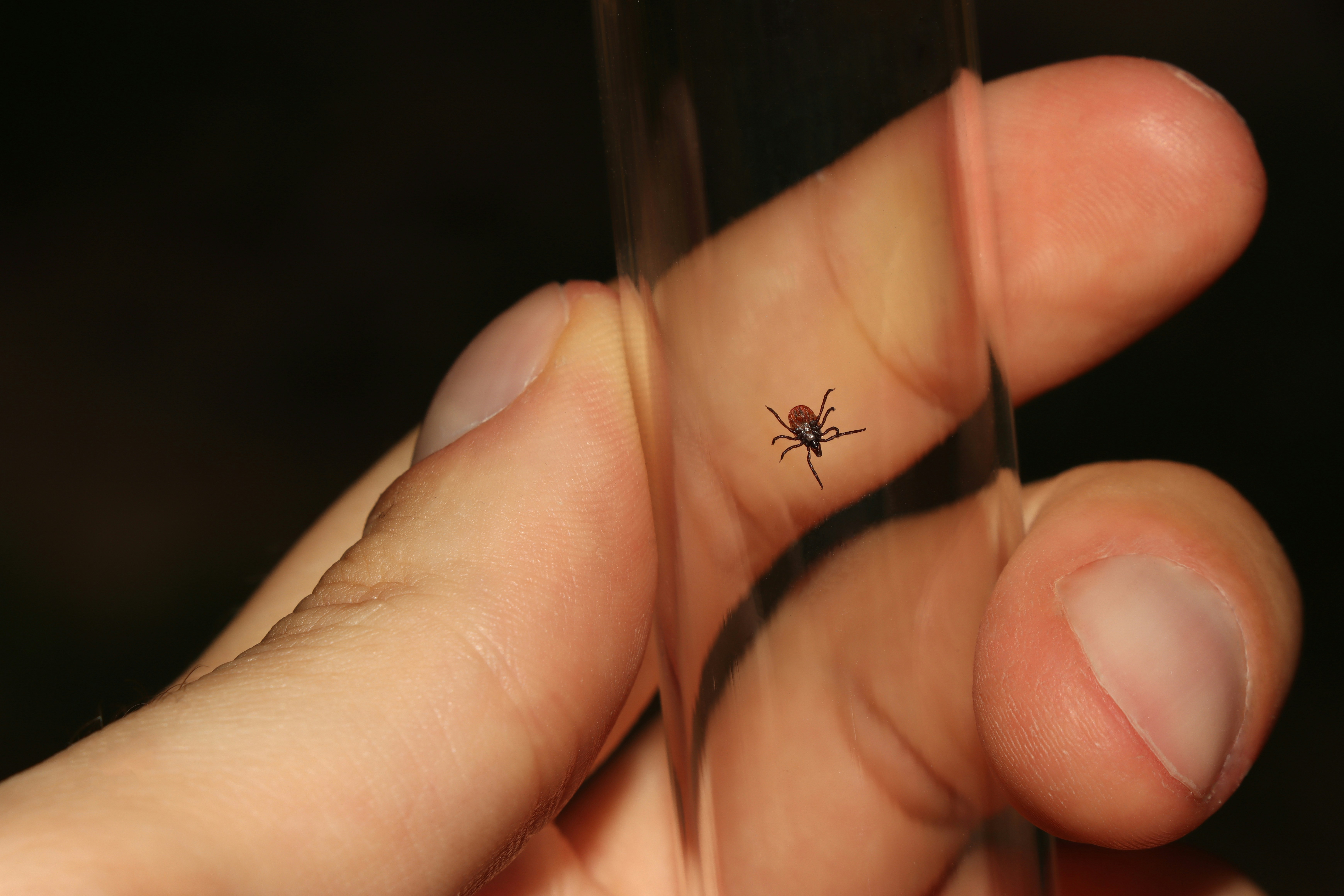 Tick insect in glass jar