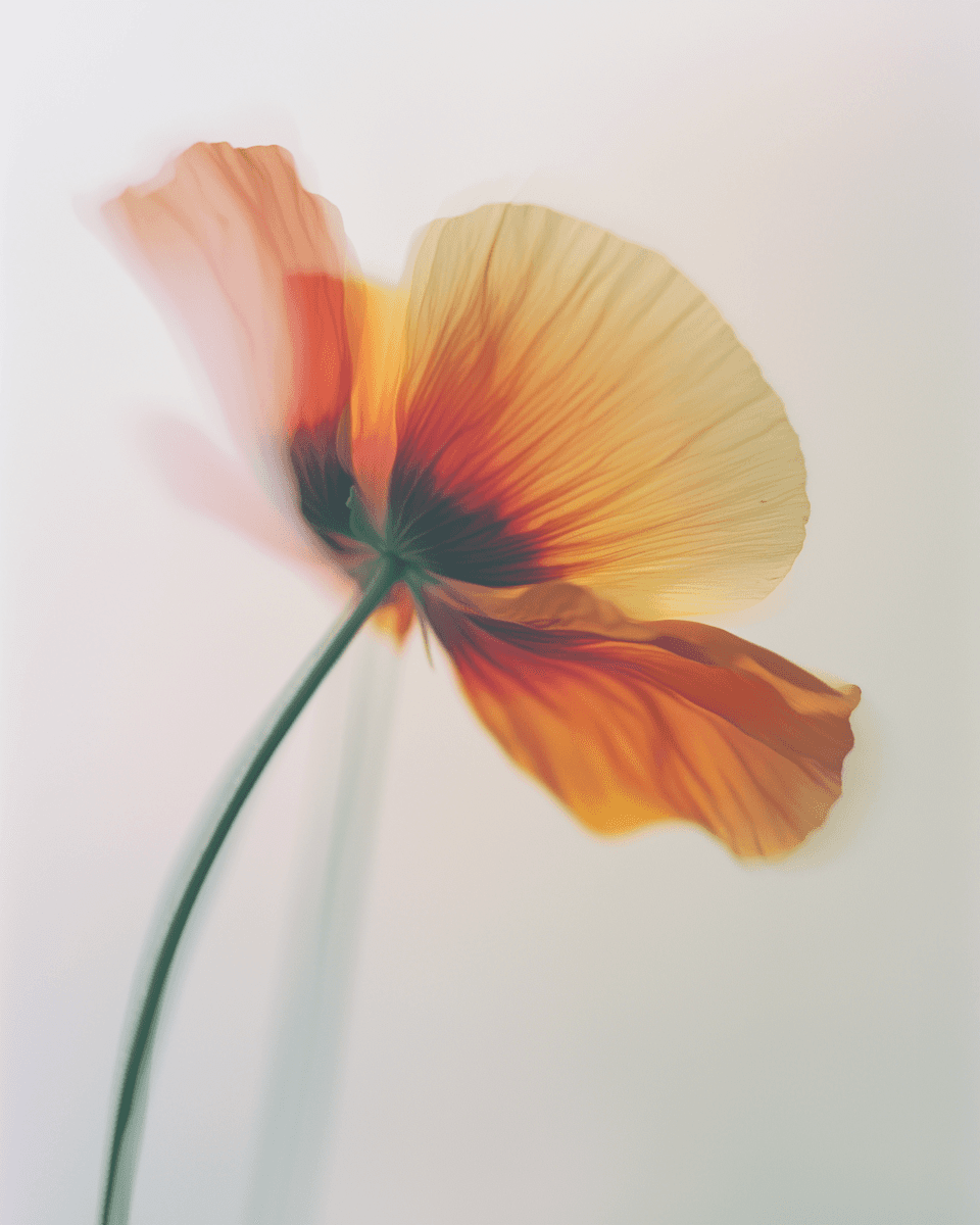 Orange Blurred Flower