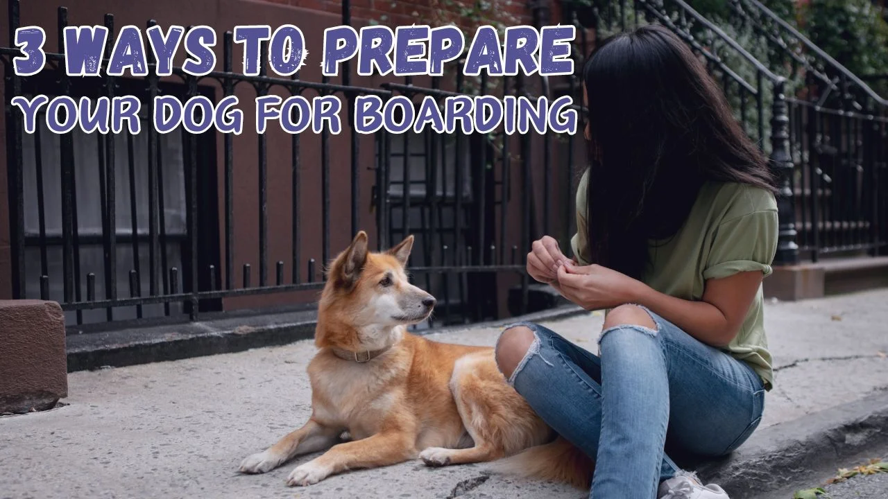 Ways to Prepare Your Dog for Boarding