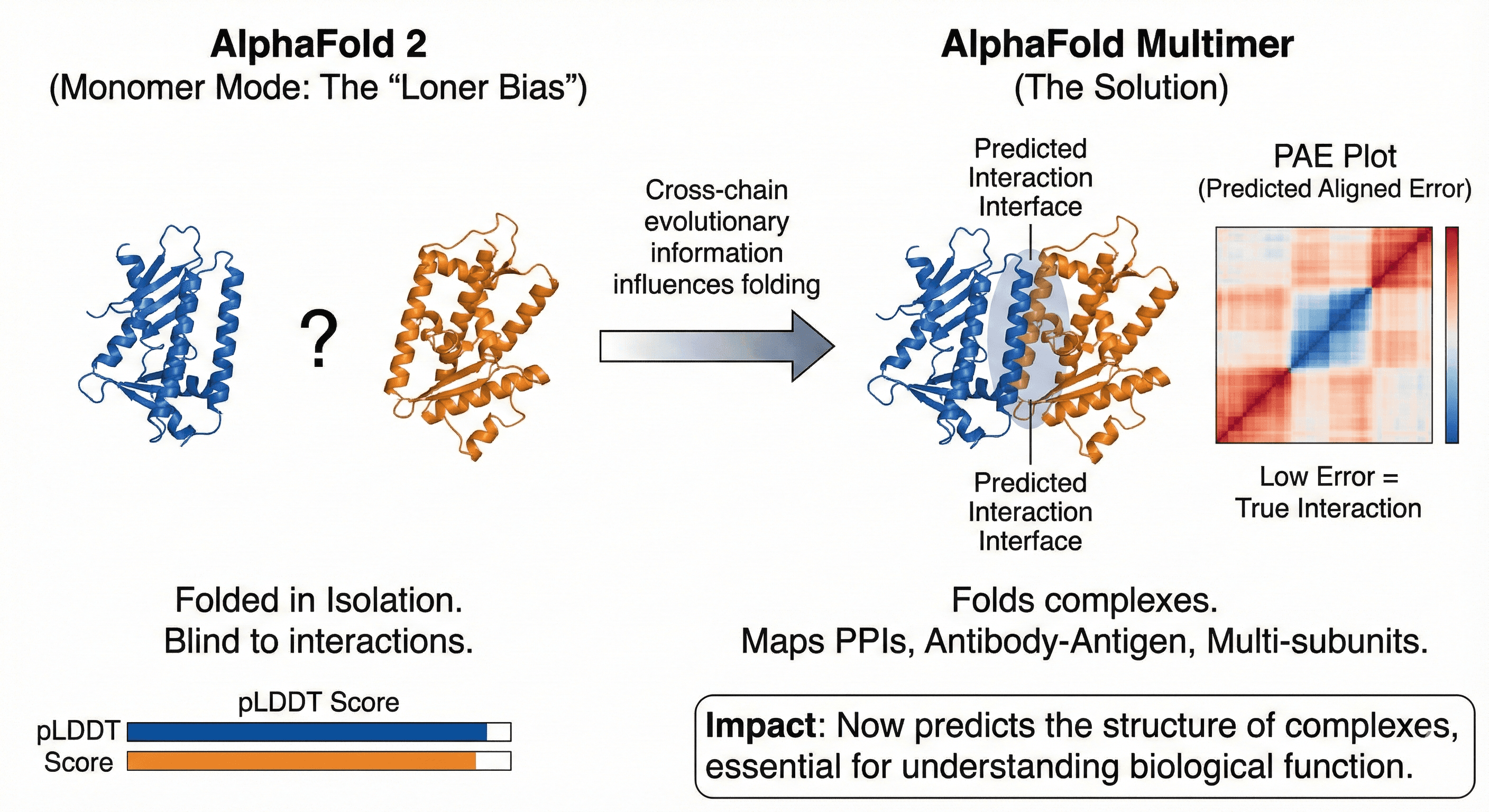 Diagram Showing AlphaFold Multimer Solving Quaternary Structure