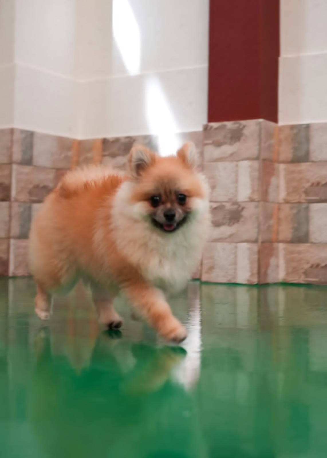 best dog staycation at doggy doggy home dubai