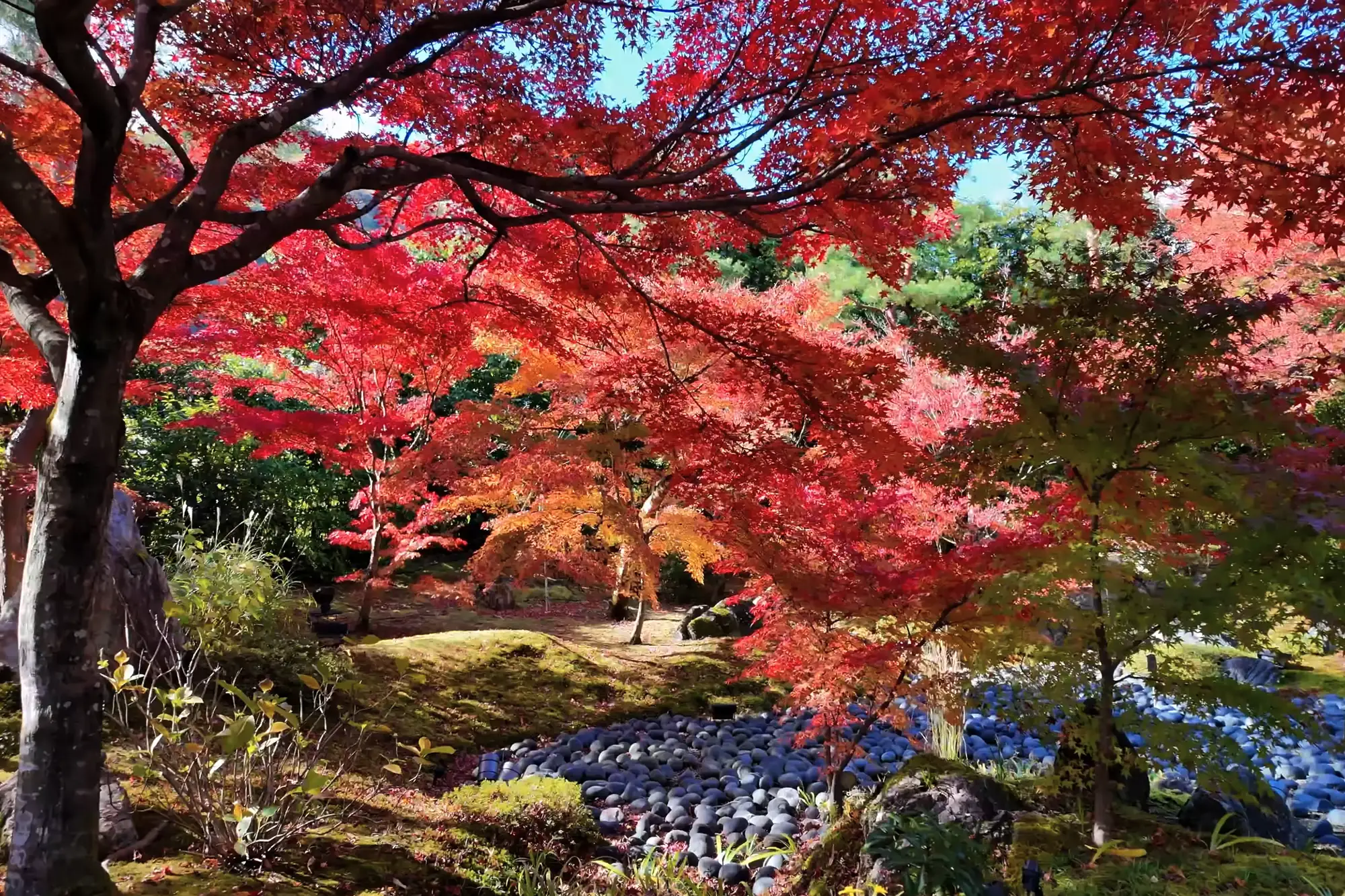 Red and gold maple over the grounds of Onsenji temple above Kinosaki in autumn.