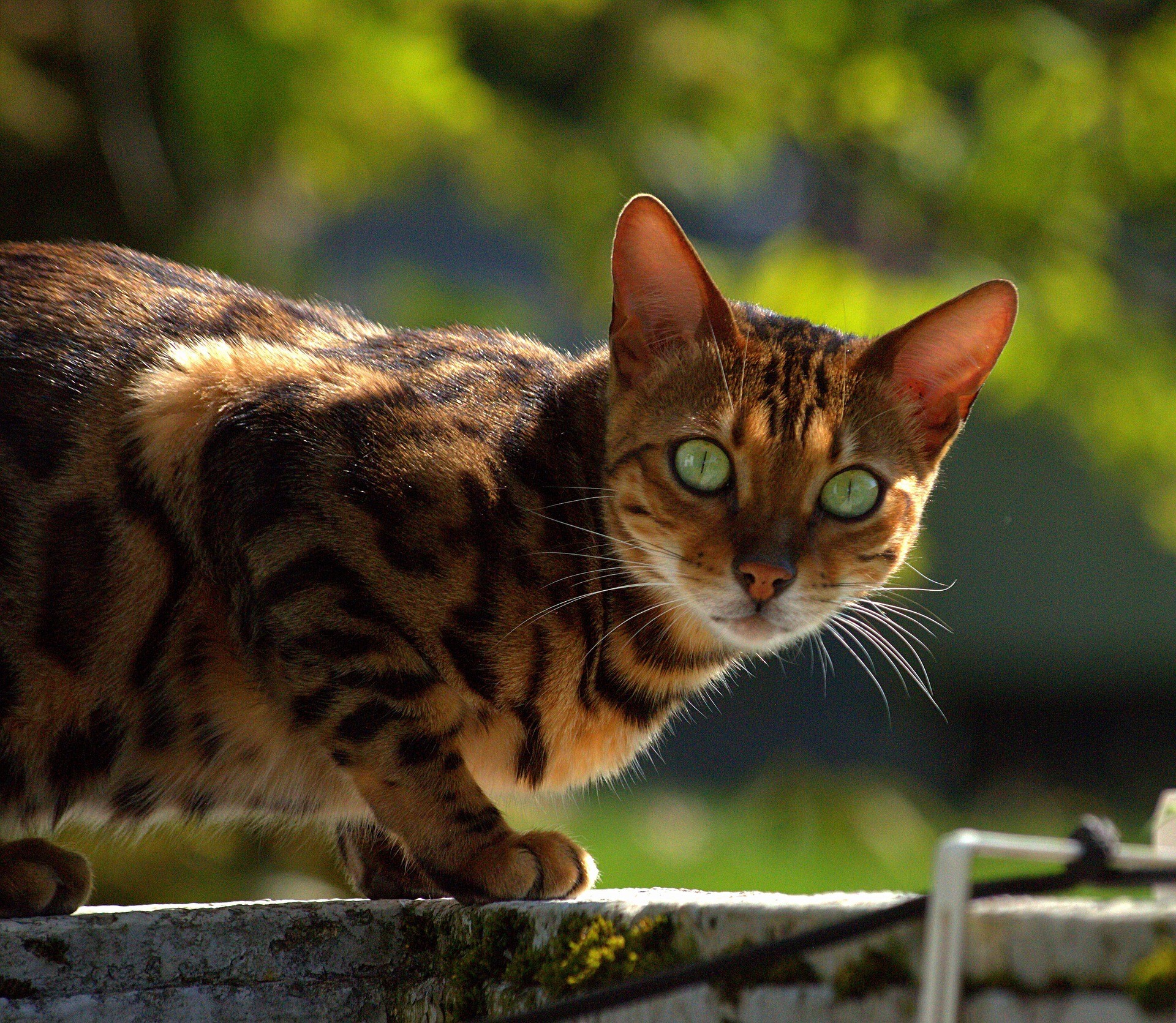 A Bengal cat is walking on top of a gray wall and looking closely to its side.