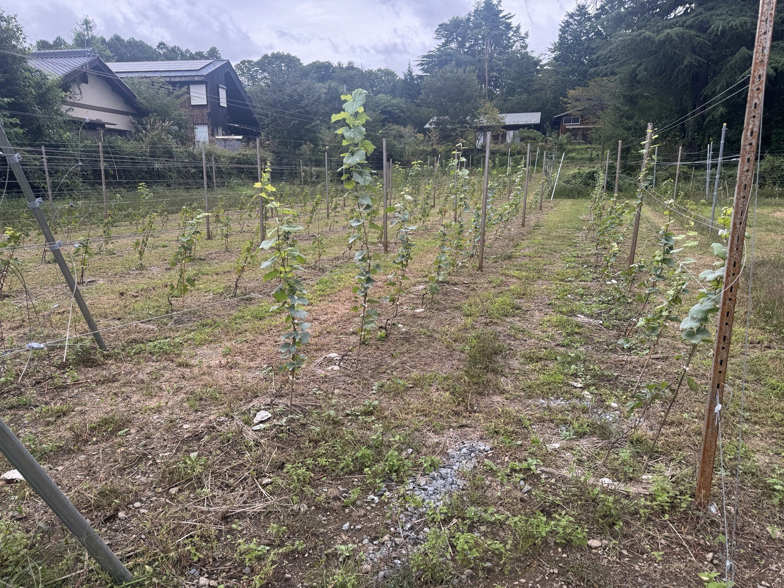 支柱とワイヤーに沿って育つ秋の葡萄畑