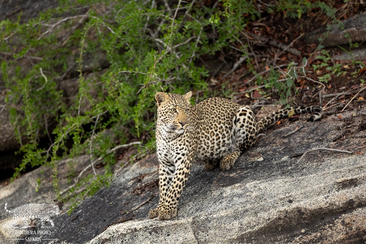 Elephant Plains Nov 2023 Trip Report