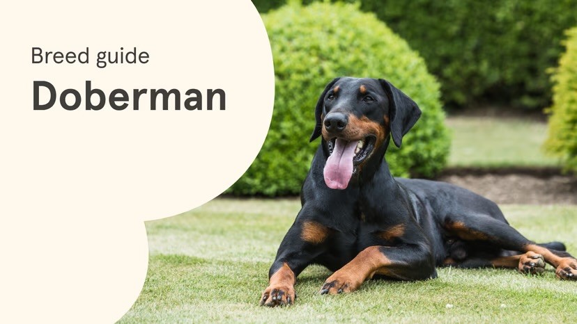 A black and tan Doberman lies on a manicured lawn with tongue out, alongside a "Breed guide: Doberman" text graphic on a cream background.