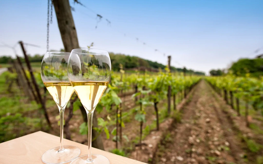 Vinsmaking blant vindruerankene i Prosecco | Expa Travel