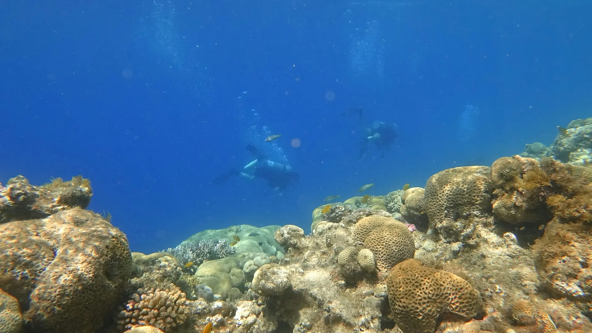 two divers near the reef bed