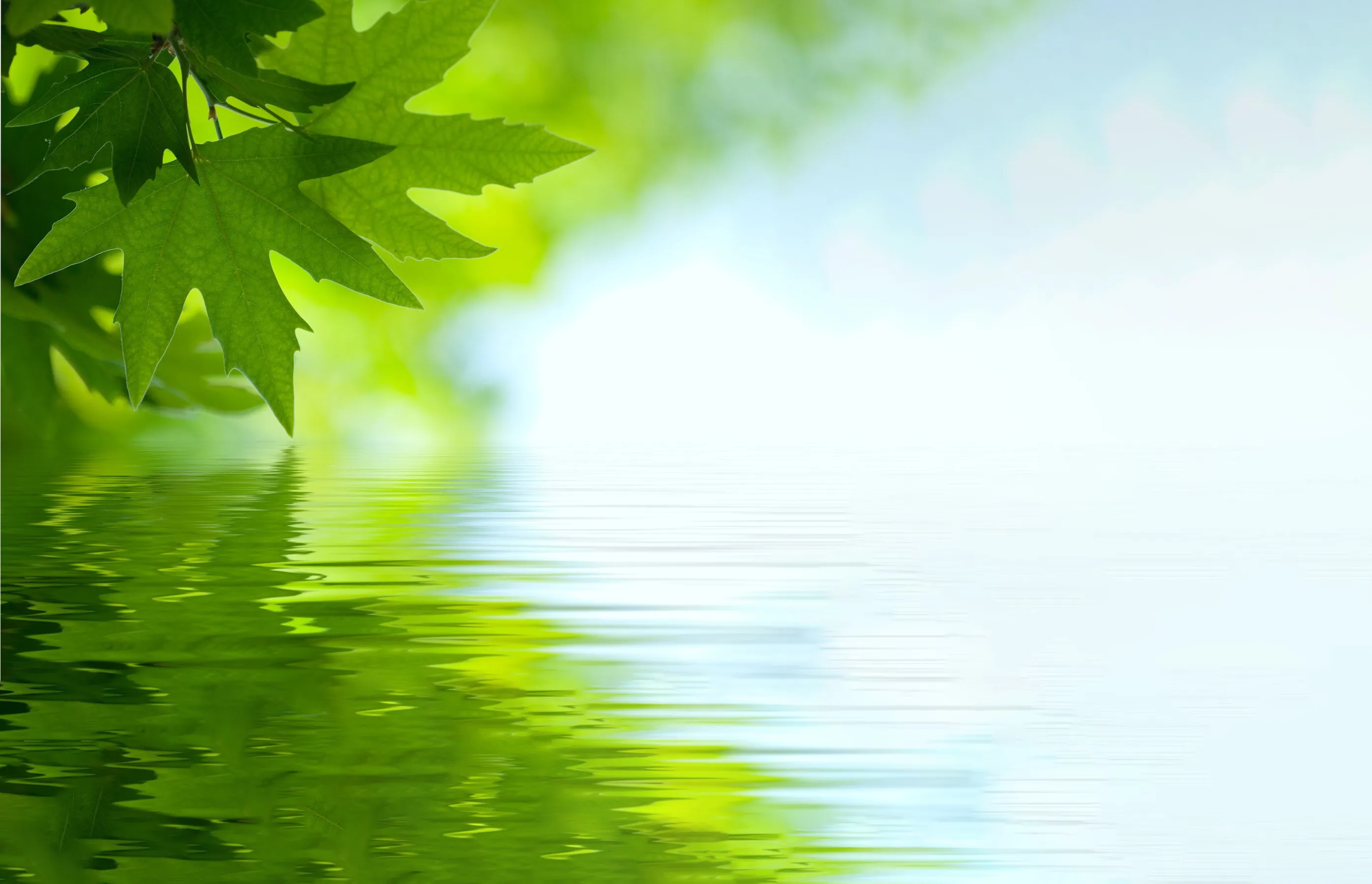 Groen esdoornblad boven rustig water als herkenbare huisstijl van hoveniersbedrijf Feitze Dijkstra uit Gorredijk