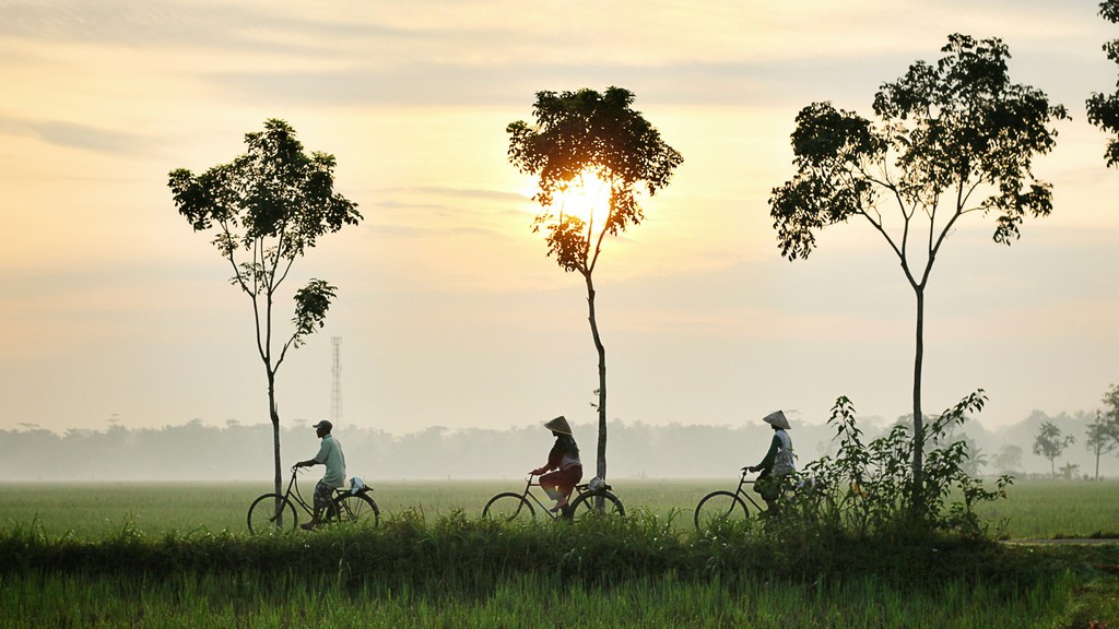 Three people ride bicycles along a path lined with trees through lush green rice fields at sunrise, capturing the serene beauty of rural life and early morning routines.