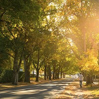A person walking down a street with many trees