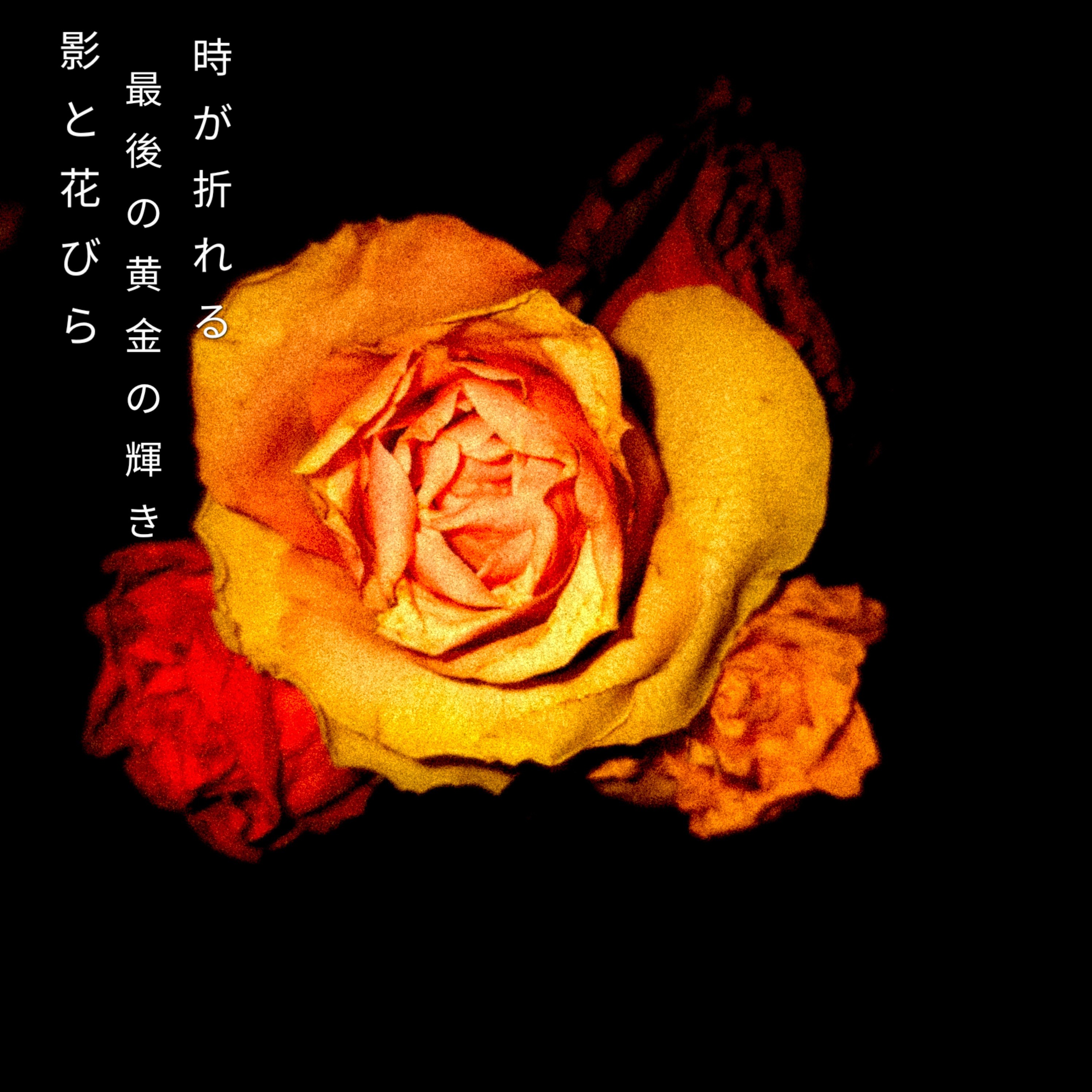 About Image