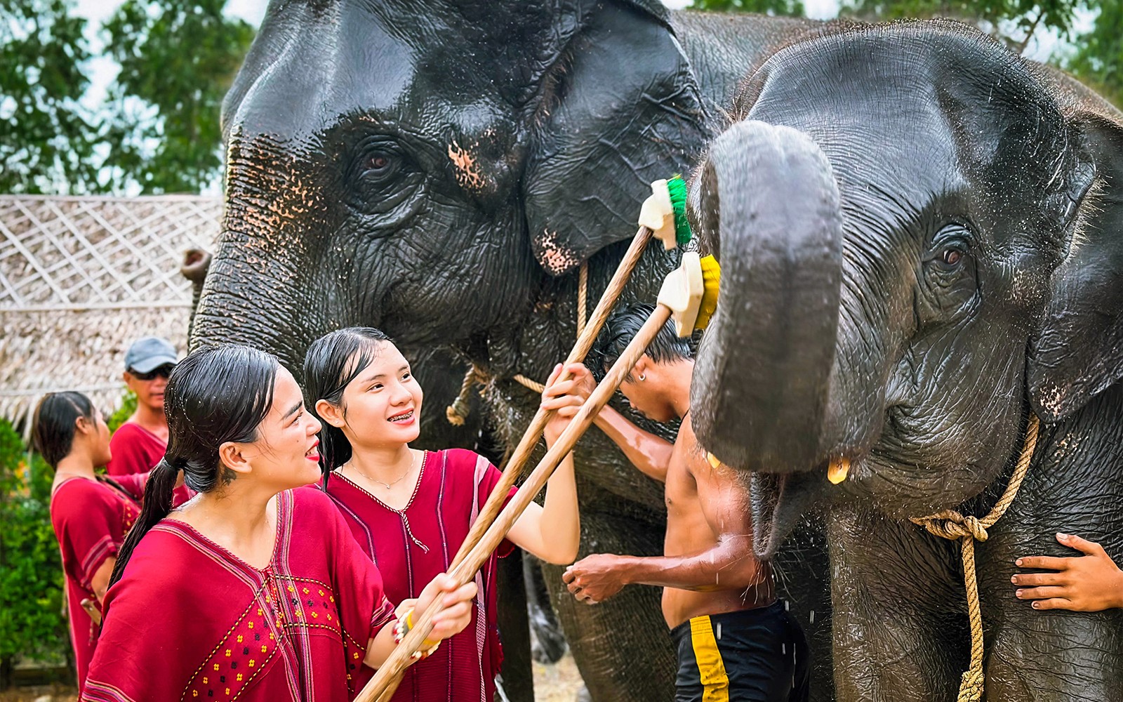 Orang ramai mencuci gajah di Keluarga Gajah Kerchor di Phuket.