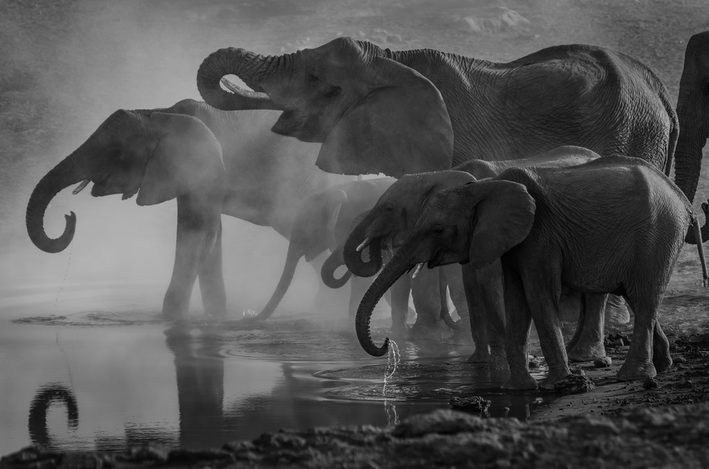 Black white image from a far showing a group of elefants next to a pond.