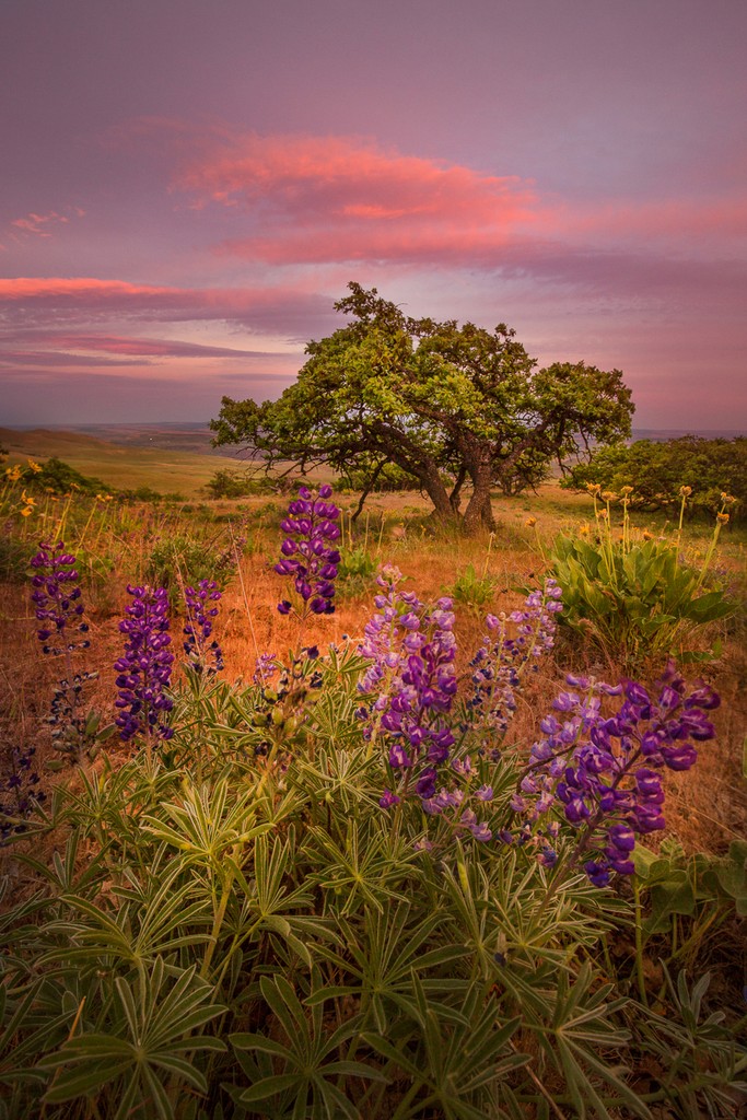 The Hill in Bloom by Aleksander Dylikowski