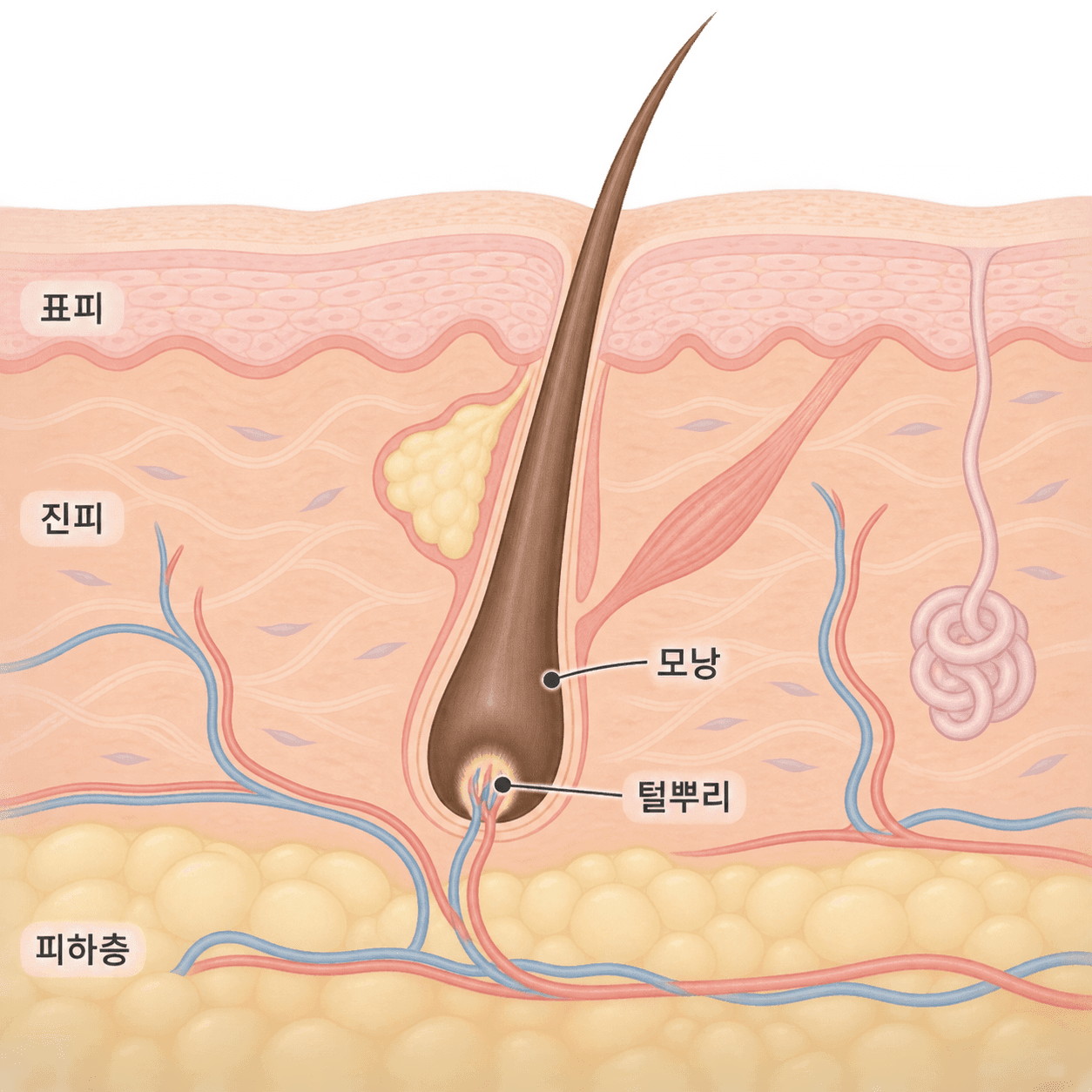 표피와 진피, 그 안에 자리한 모낭과 털뿌리의 구조예요