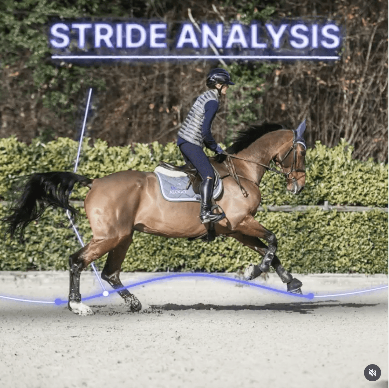 equitation-motion-design