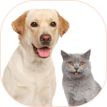 Dog and Cat Image