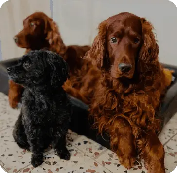 Hundar i secondhandbutiken Tassa och Trava – Bättre begagnat.