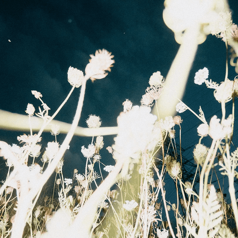 Flower flash shot representing startups.