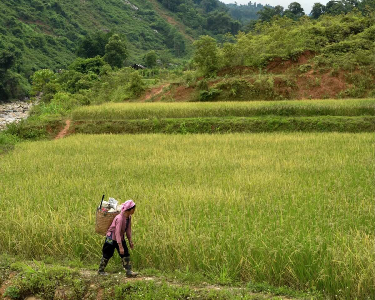 Black Hmong woman walking through rice fields in Muong Hoa Valley near Sapa, Vietnam.