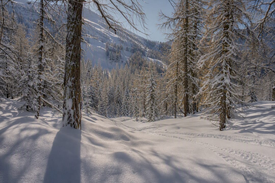 Snow-covered forest in the Western Altai