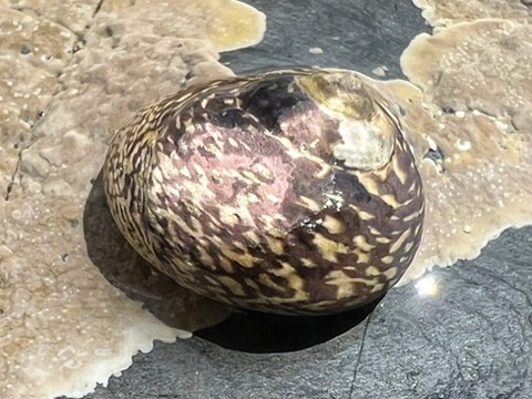 blue sky and white clouds over the sea