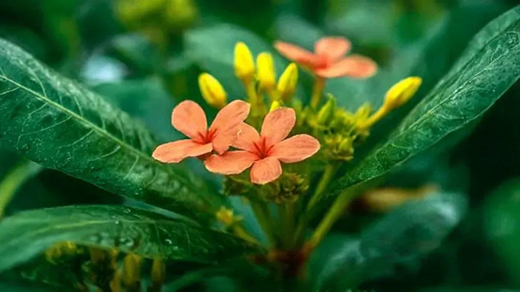 Crossandra Yellow-Kanakambaram.webp