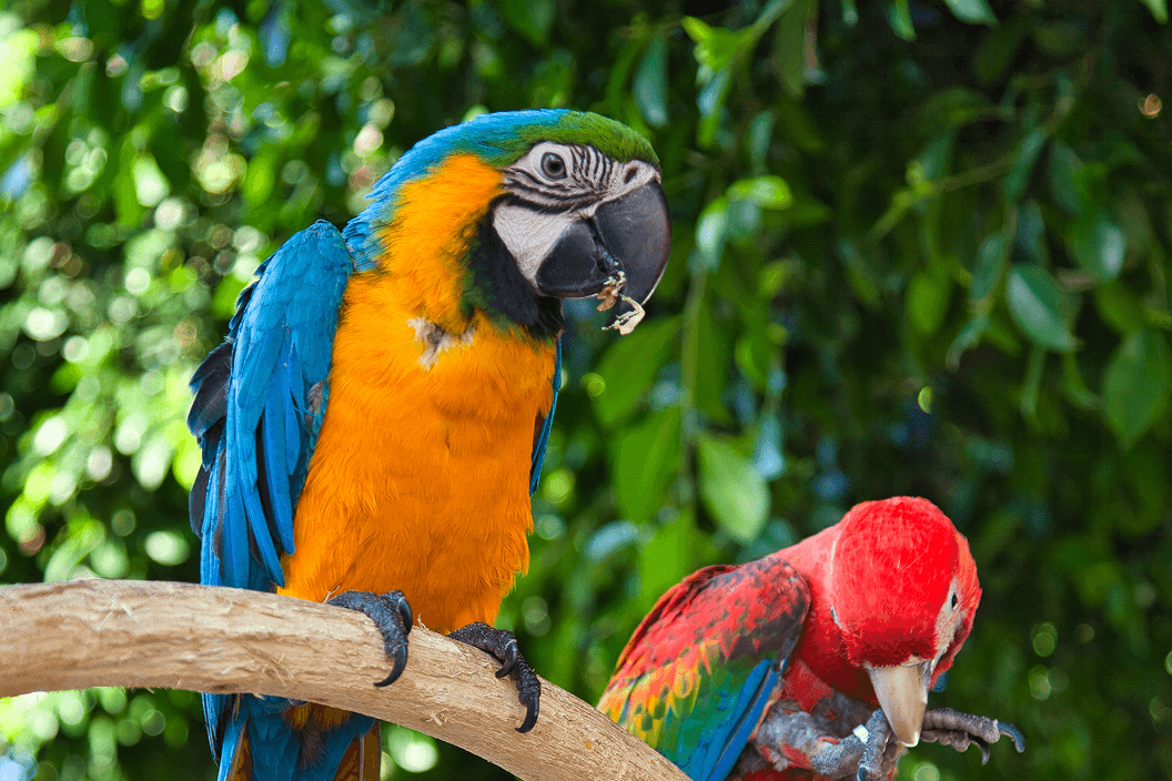 A fluffy gray rabbit rests on a floral chair.