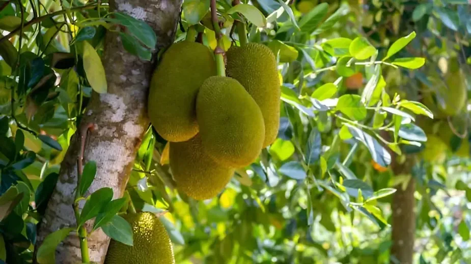Jackfruit Trees (Artocarpus heterophyllus).webp
