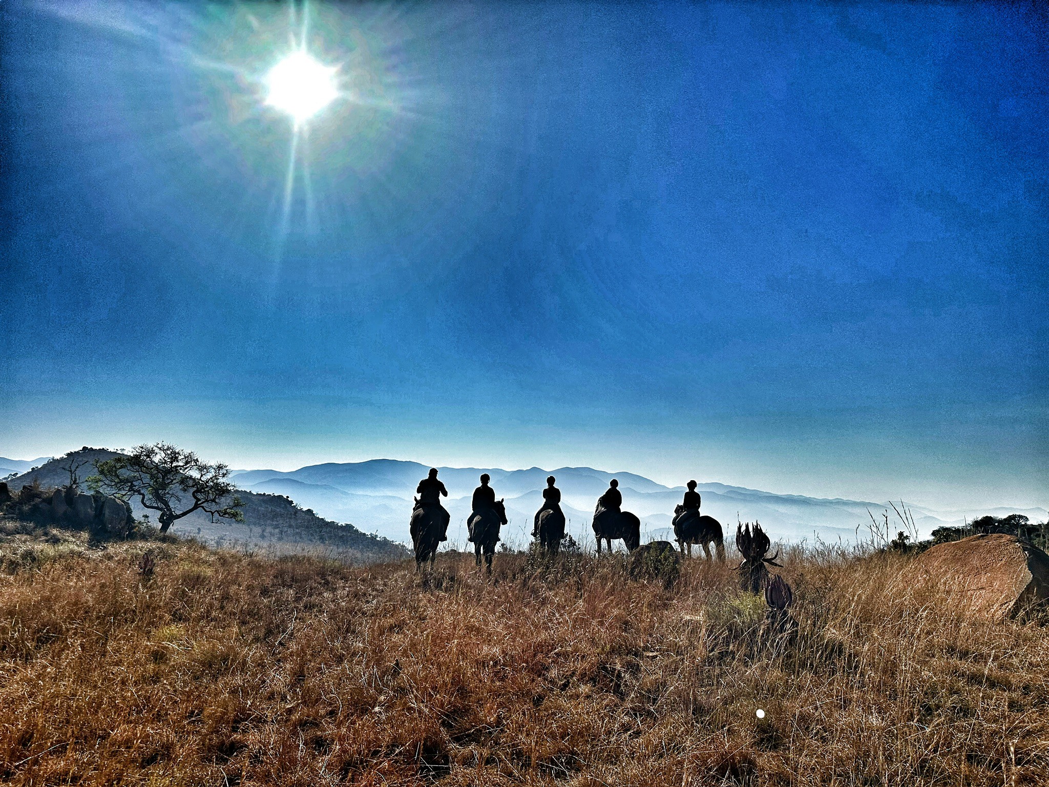 Kilimanjaro Elephant Ride, Arusha National Park, Tanzania – elefant i högt gräs tittar mot kameran, medan fem ryttare till häst på ridsafari i bakgrunden betraktar elefanten i ett grönt och frodigt landskap.