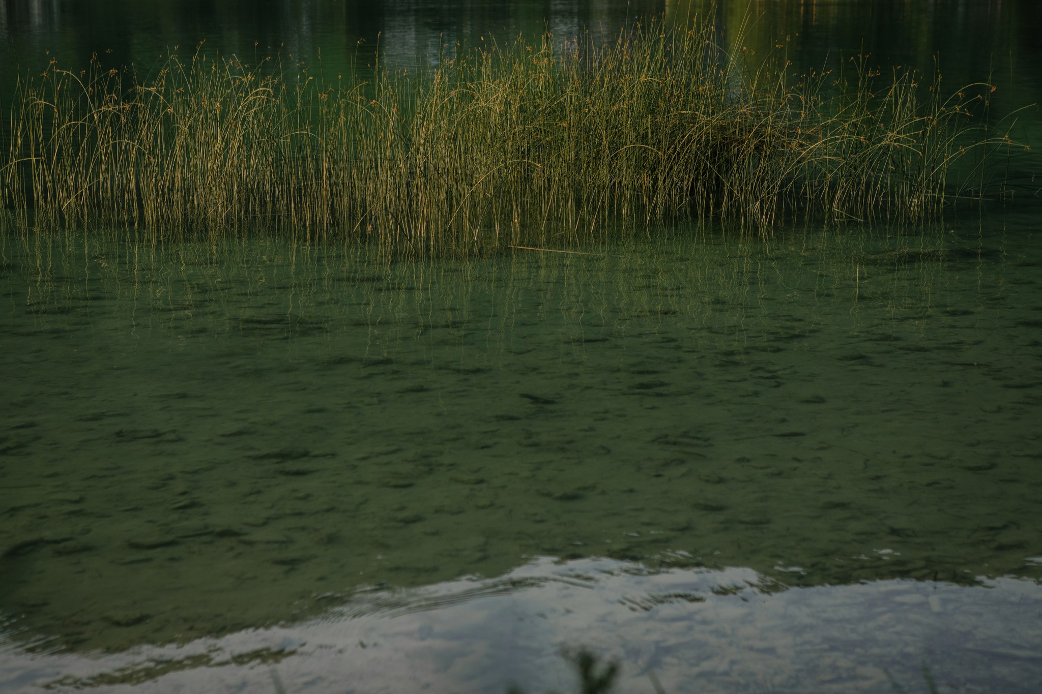Grünes Wasser mit Schilf am Seeufer – natürliche Ruhe und Balance