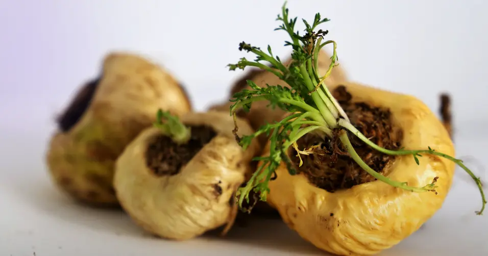 Maca root is a plant extract known to boost energy, libido, and endurance.