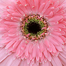 FLORA employer fertility benefits and reproductive health coverage visual