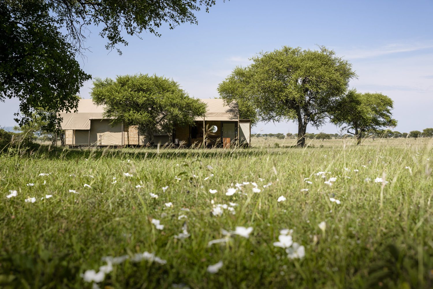 A tented suite rising from a meadow of white wildflowers