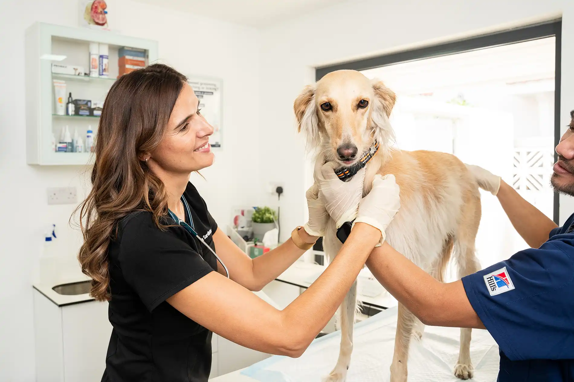 Dr. Mafalda holds a dog steady during a kennel cough vaccine at Noble Veterinary Clinics