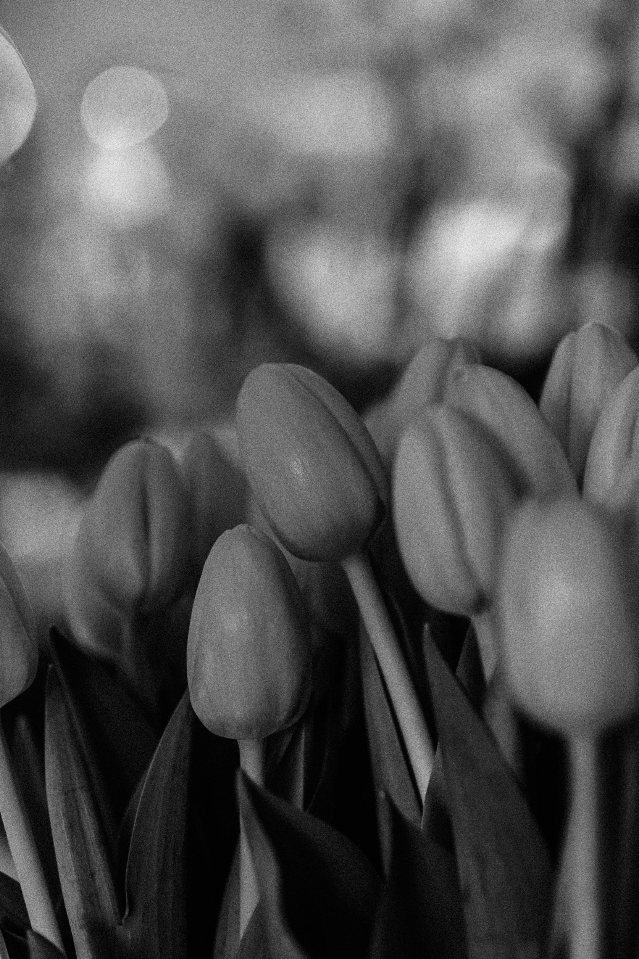 Close-up of elegant fresh tulips used for a luxury wedding floral design in Greece