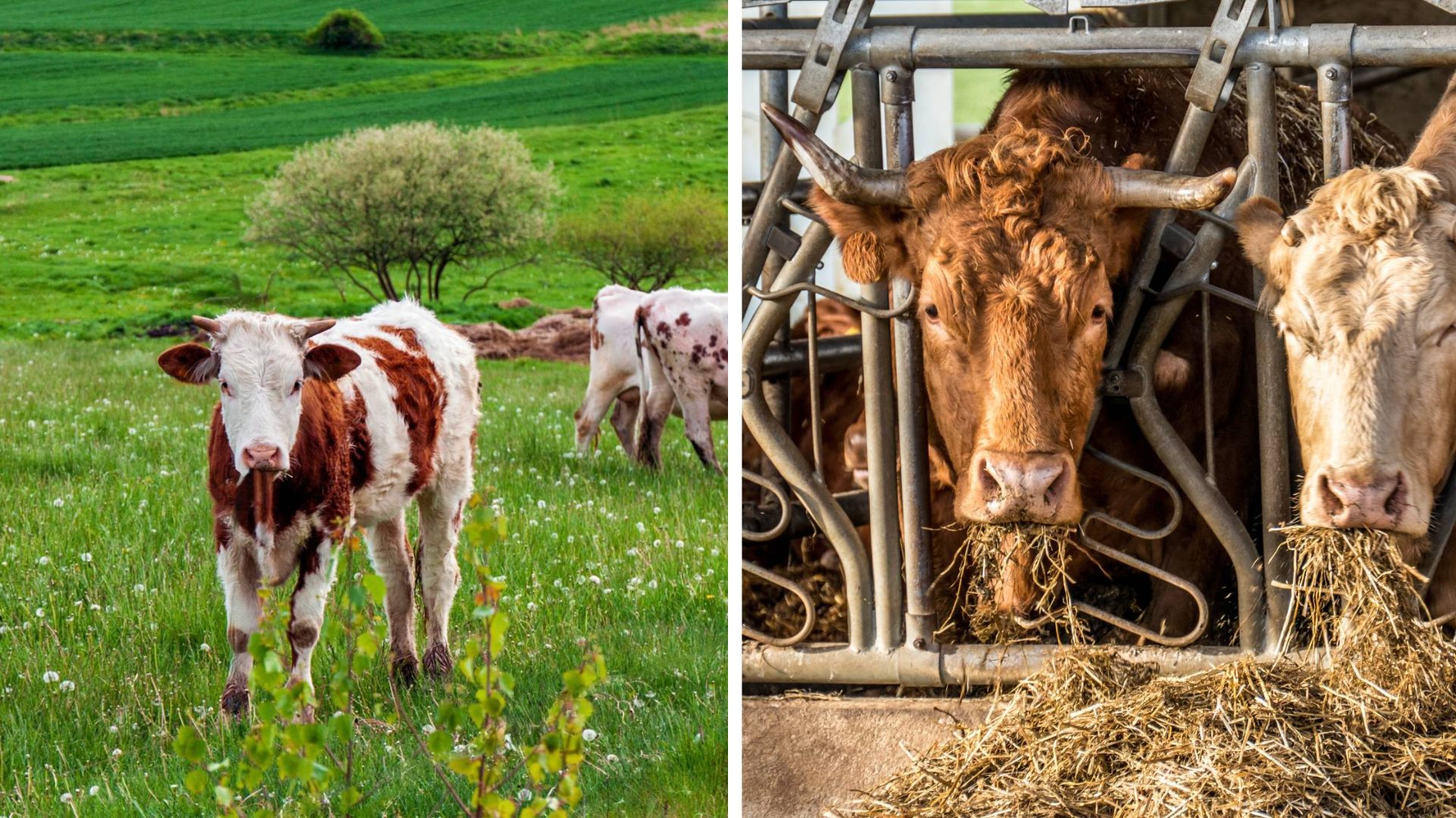 השוואה בין בקר Grass-fed לבקר Grain-fed