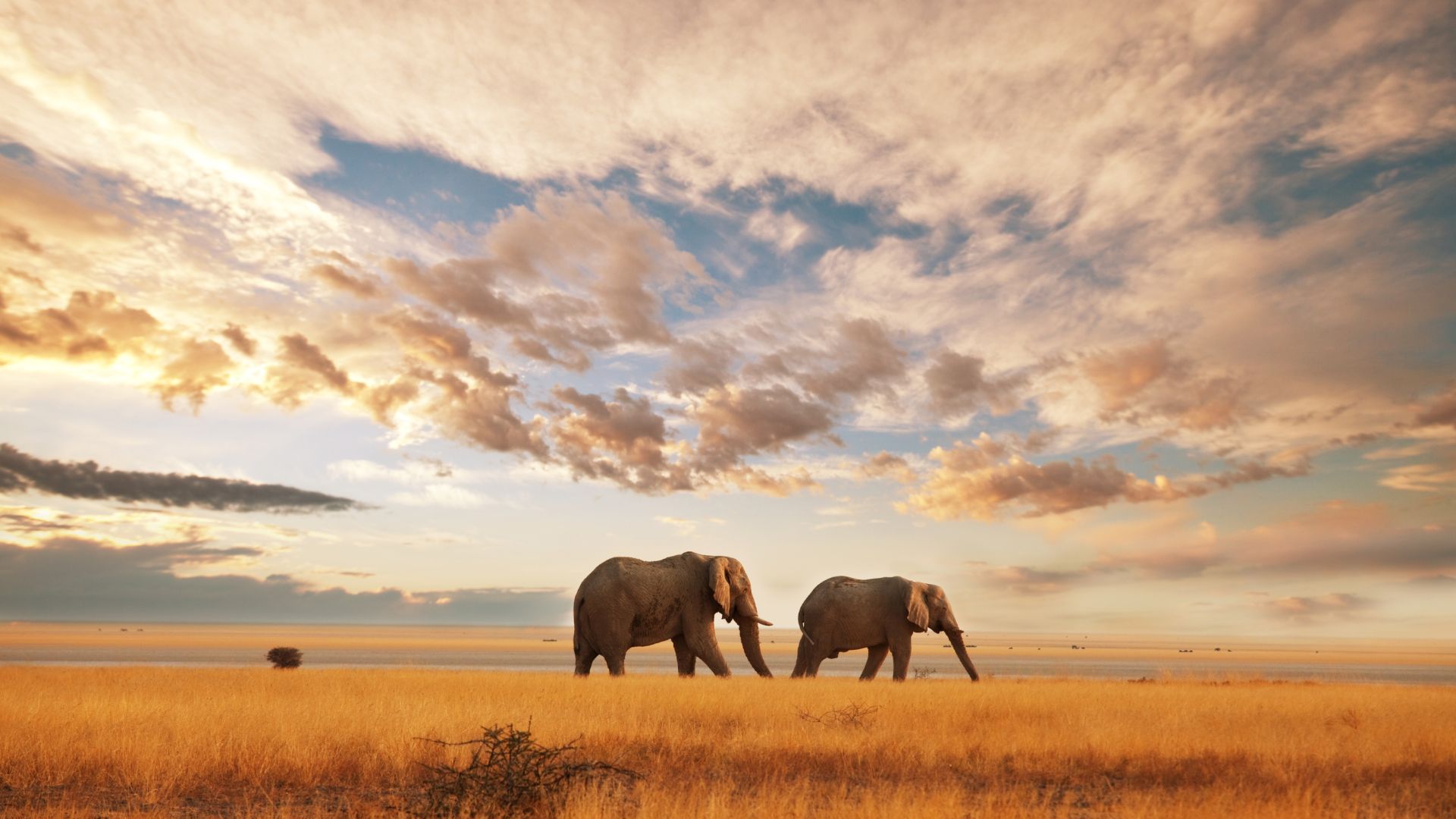 safari image