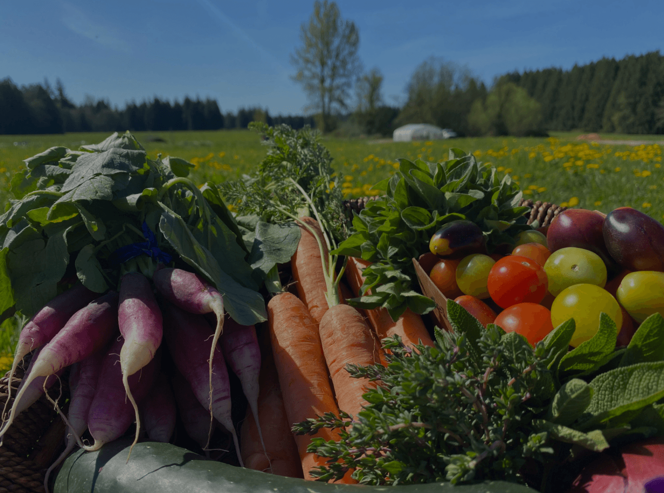 Assorted freshly harvested vegetables, including carrots and leafy greens, arranged outdoors in a field.