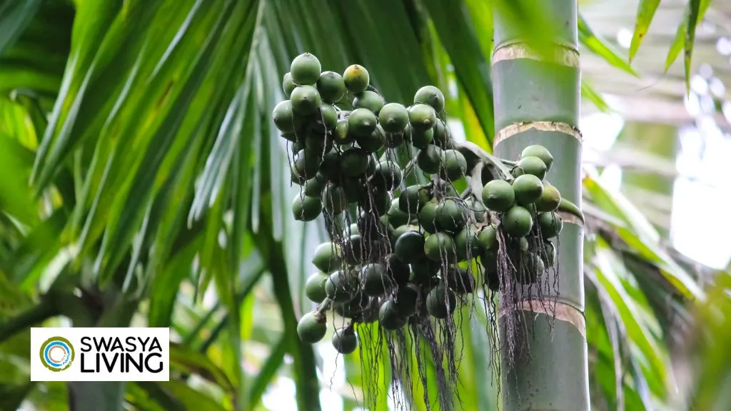 Factors Affecting Arecanut Price In The Market