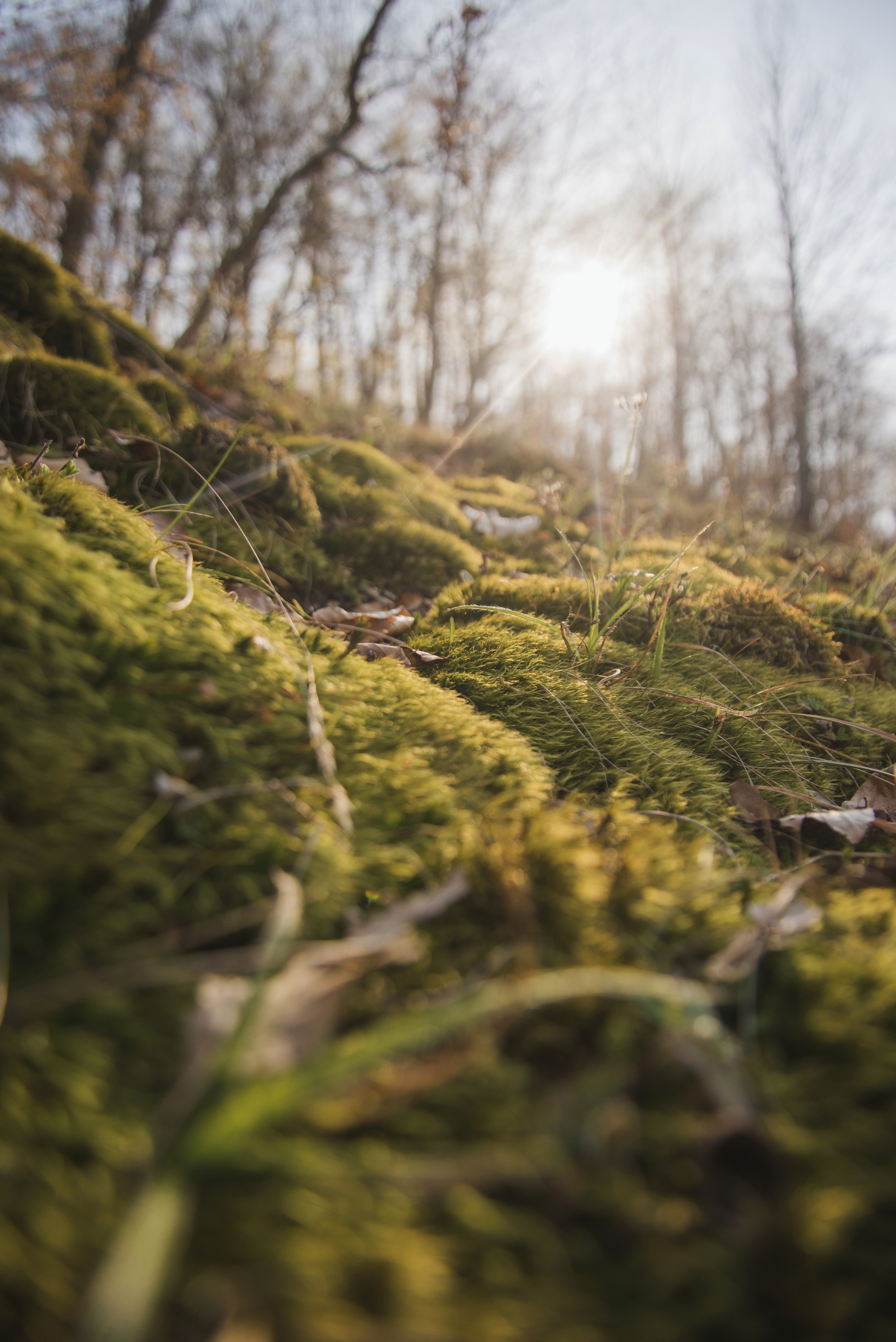 Sunlight filters through trees onto a lush green hillside, with ferns and grass in focus.